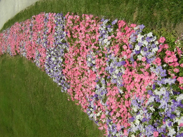 vrt-cvijece-floraart